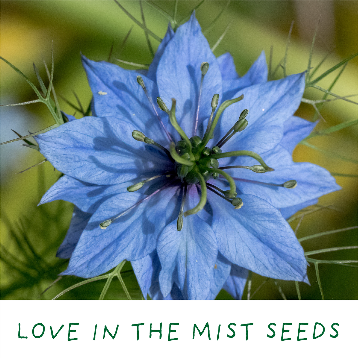 Romantic Garden. Eco Mini Plant Grow Kit - The Noble Badger