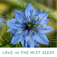 Romantic Garden. Eco Mini Plant Grow Kit - The Noble Badger