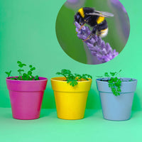 Wildflower Seedball Tubes - Mixed Box - The Noble Badger Ltd